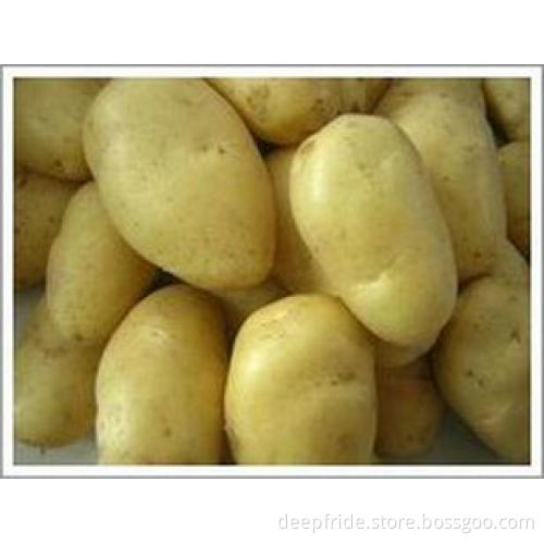 Top Grade New Crop Small Fresh Holland Potato Vegetable Lon
